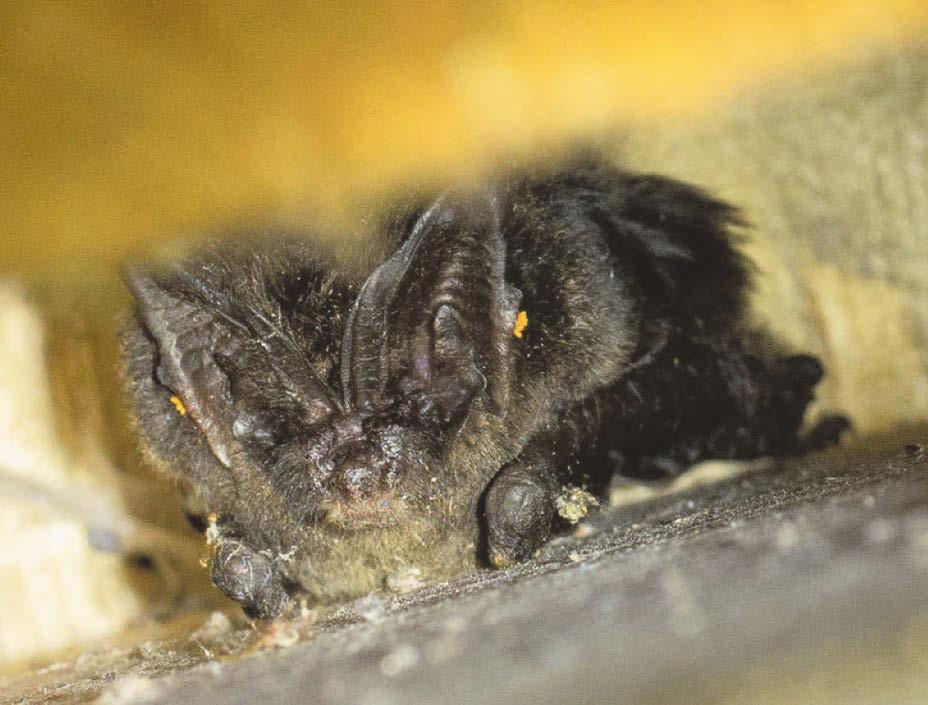 Still time to press your MP to vote for nature