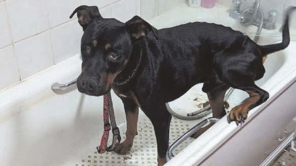 Couple who mistreated dog banned from keeping animals