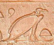 Writing on the wall for vulture