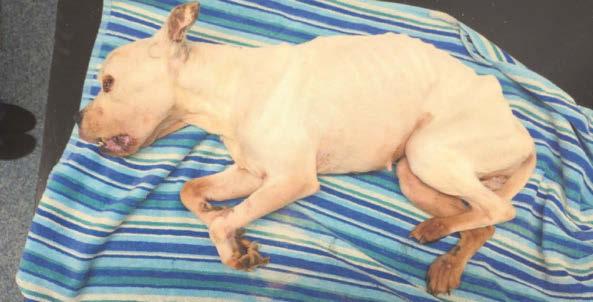 Mum and son banned for badly neglecting pet dog