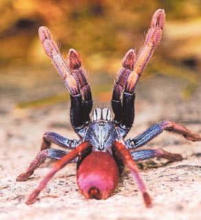 Psychedelic spiders and funky fish: species to watch in 2026