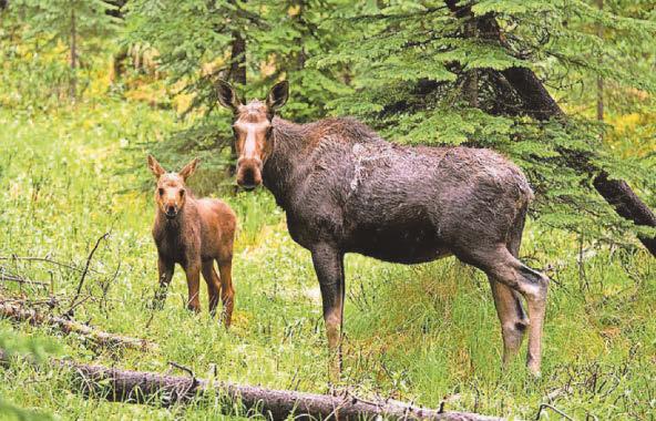 Plan to bring elk back to county for first time in 3,000 years
