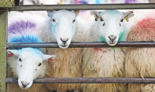 Livestock farmers 'could boost profits' with environment works