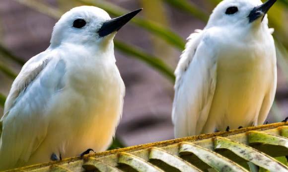 Walk on the wild side