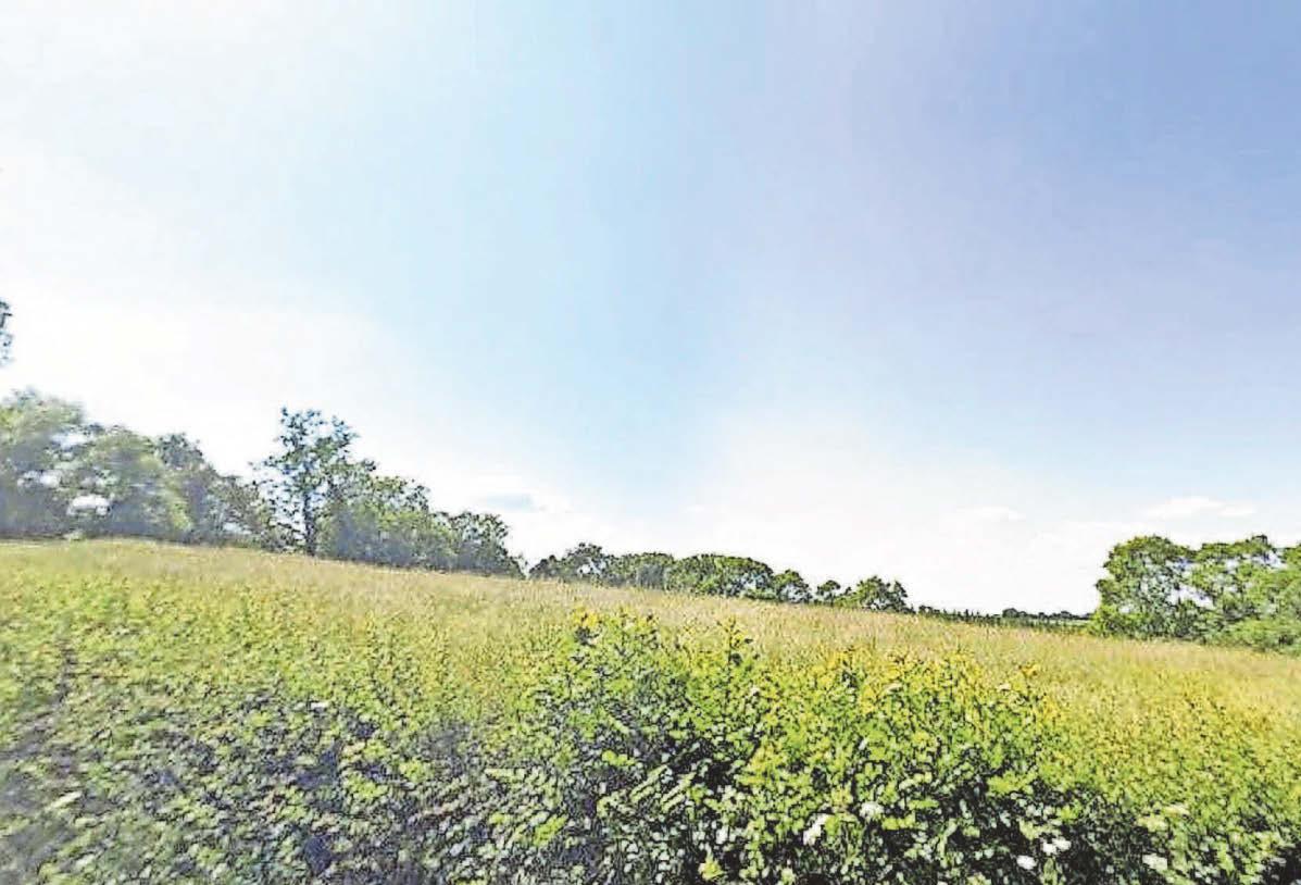 Talks under way on second area of forest