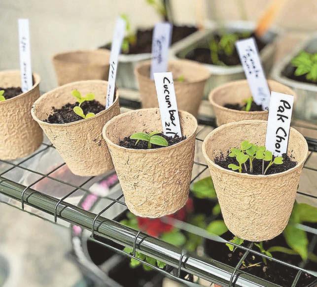 Simply the best seeds for nurturing right now