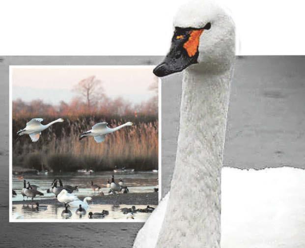 Swan Lake fits bill for graceful pair's romance