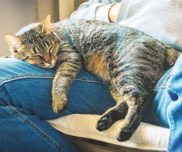 Is my older cat in pain?