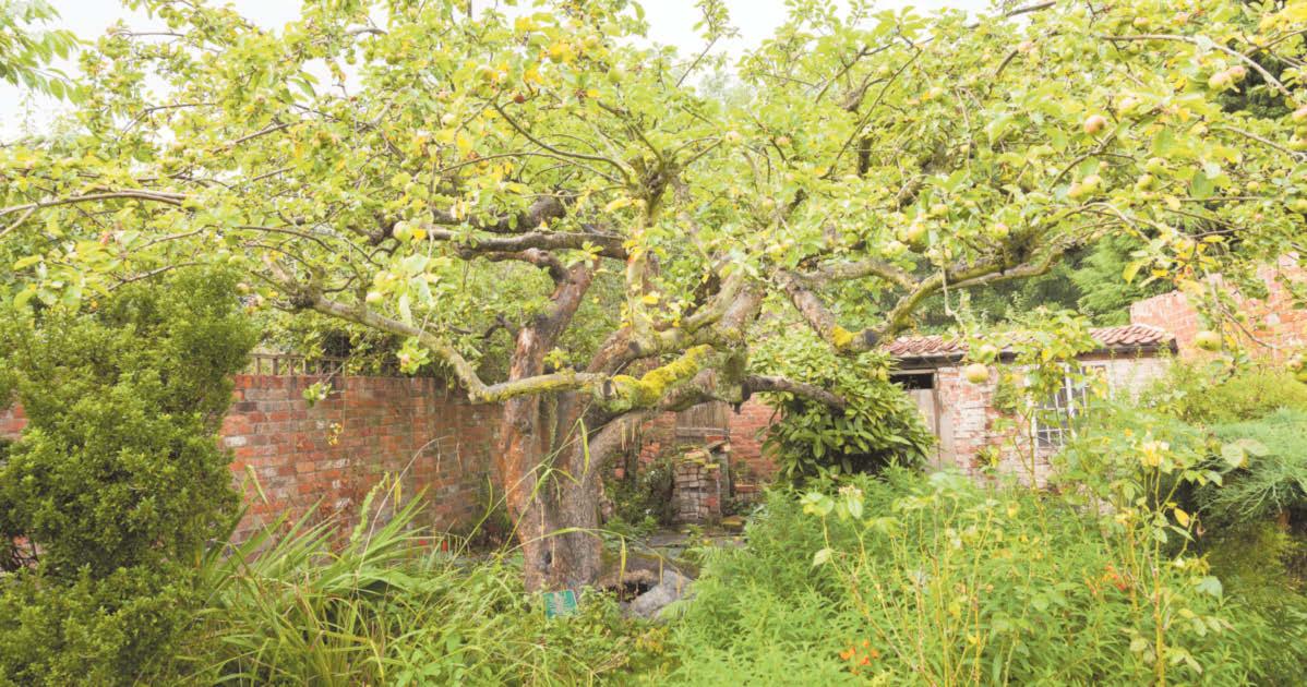 Future is uncertain for original Bramley tree