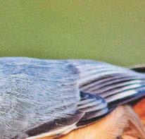 Going nuts for noisy birdsong