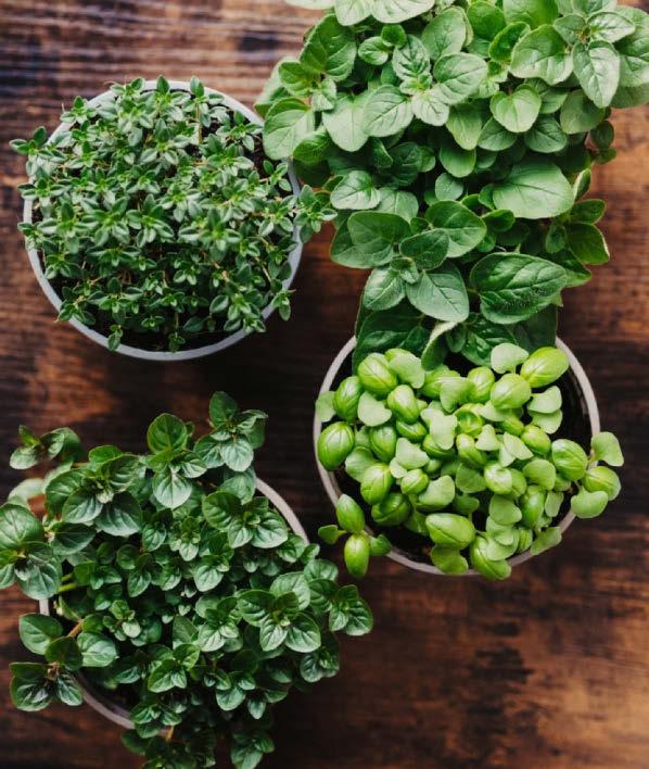An easy way to happy herbs