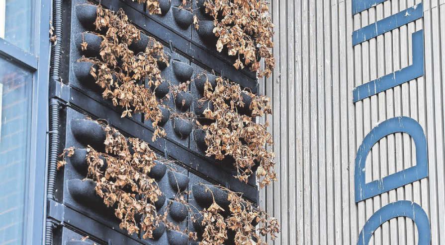 'Living wall' dies in library delays