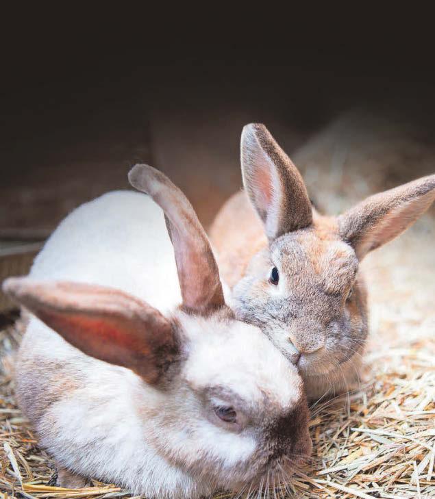 How do we treat bunny ear mites?