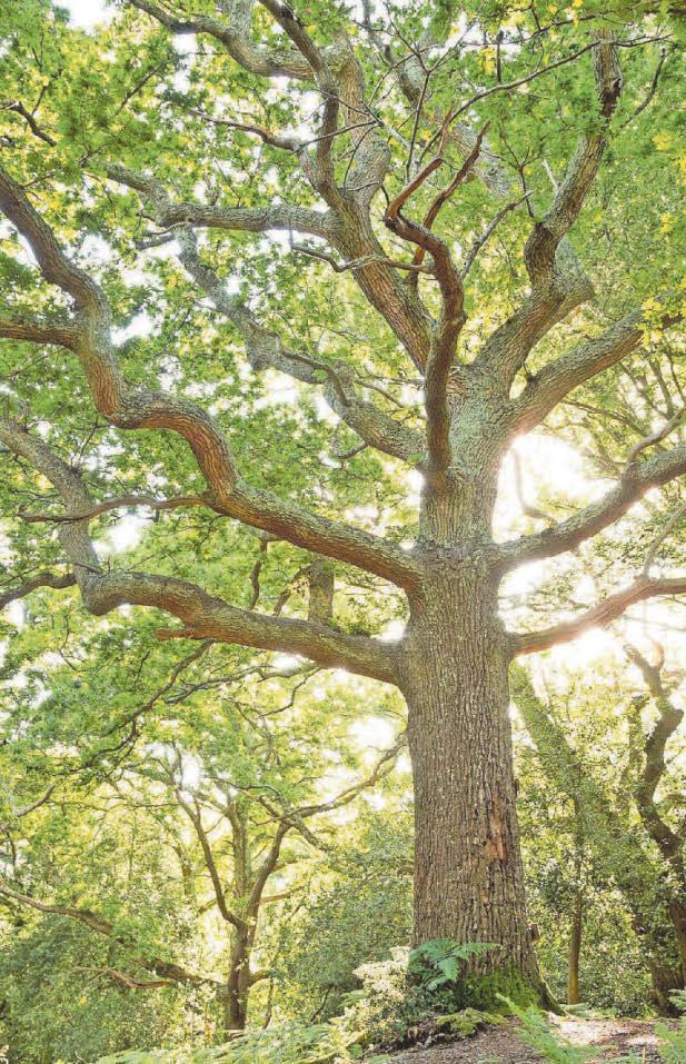 Sherwood Forest a natural wonder worth celebrating