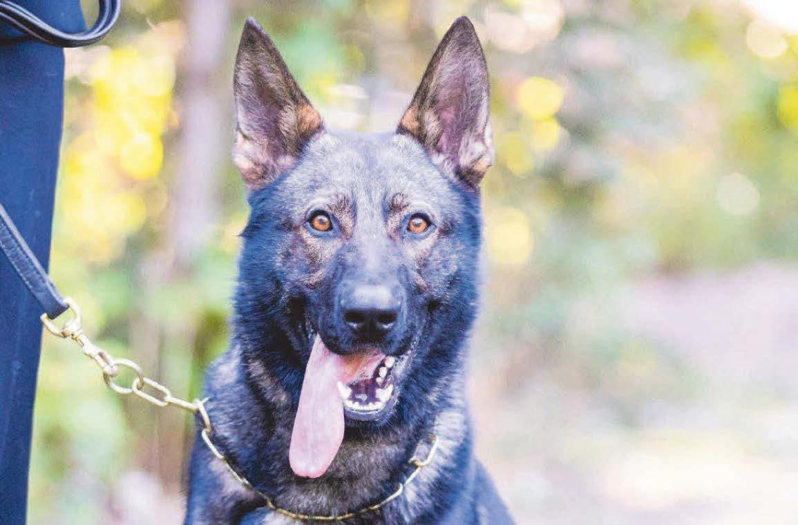 Police dog Max hunts down drink driver who hid after 90mph car chase ...