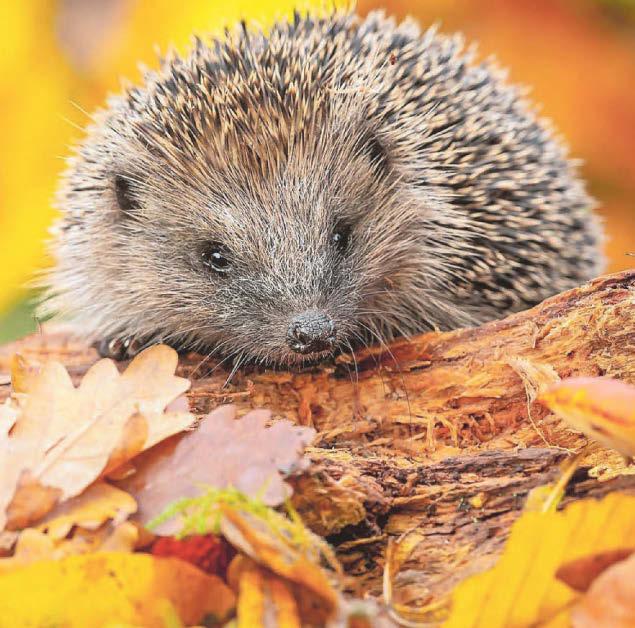 Calling all hoglets!