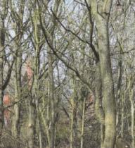 Resignations, vandalism and misinformation: How a woodland walk divided a tiny village