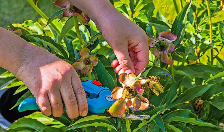 Your guide to deadheading
