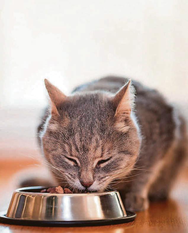 Cat's thyroid is overactive