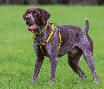 The five 'underdogs' looking for loving homes