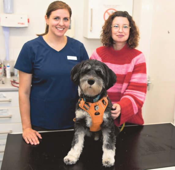 Warning over wire bristles as dog saved by emergency op