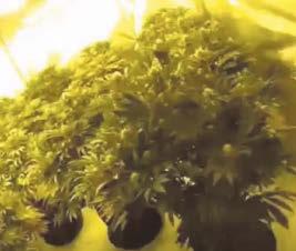£70k drugs grow discovered