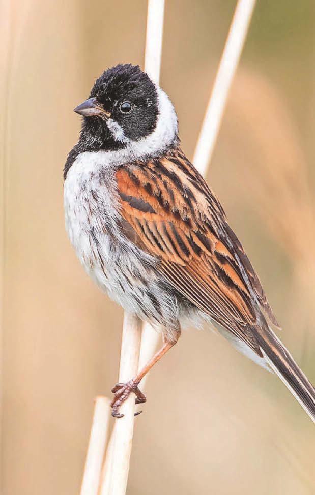 SEED SPIKES RIPPED OPEN SHOW A HEALTHY BUNTING POPULATION