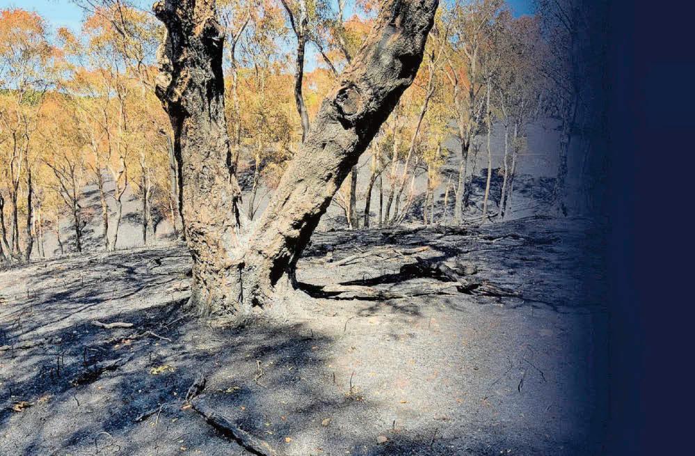 'Impact of these wildfires can be truly devastating'