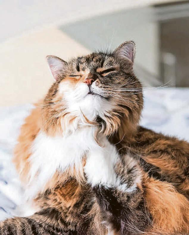 Flea fight