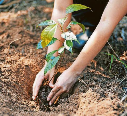 Excitement grows as forest takes root!