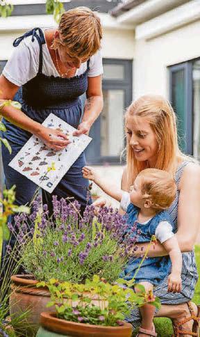 More than 30,000 butterflies spotted in Staffordshire during annual survey