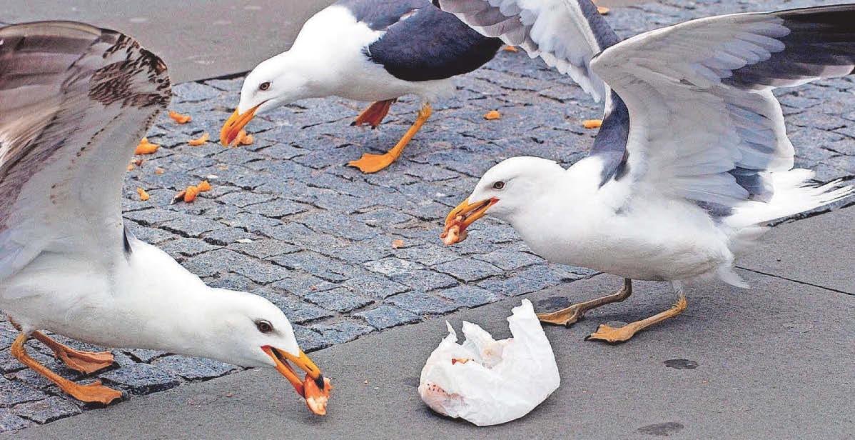 Shout at seagulls to prevent them stealing your food, reseachers say