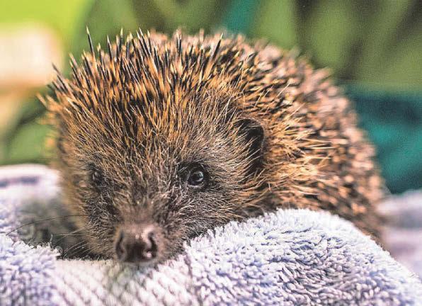 Developer 'rulebook' will include guidance on hedgehog highways