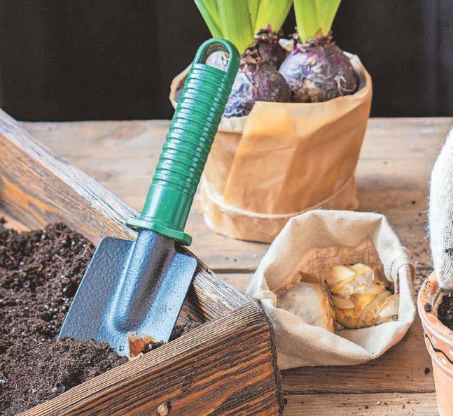 Summer bulbs ready to shine