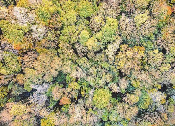 Electricity projects set to be allowed on forestry land under 'new powers'