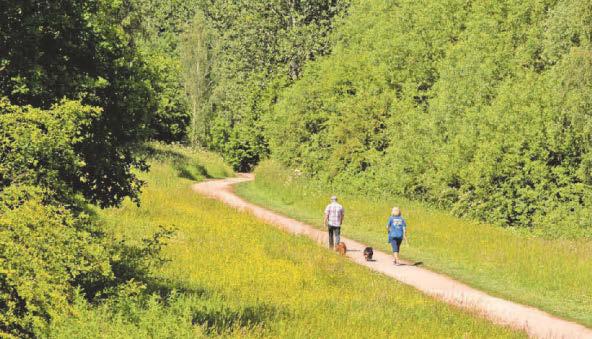 Experience forest in new light at festival