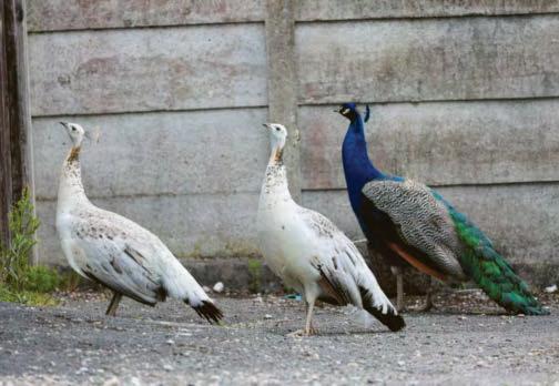 Feathers ruffled by invasion of the peacocks