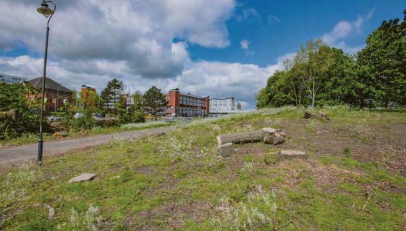 Hundreds of trees may go for work to protect city from flooding risk