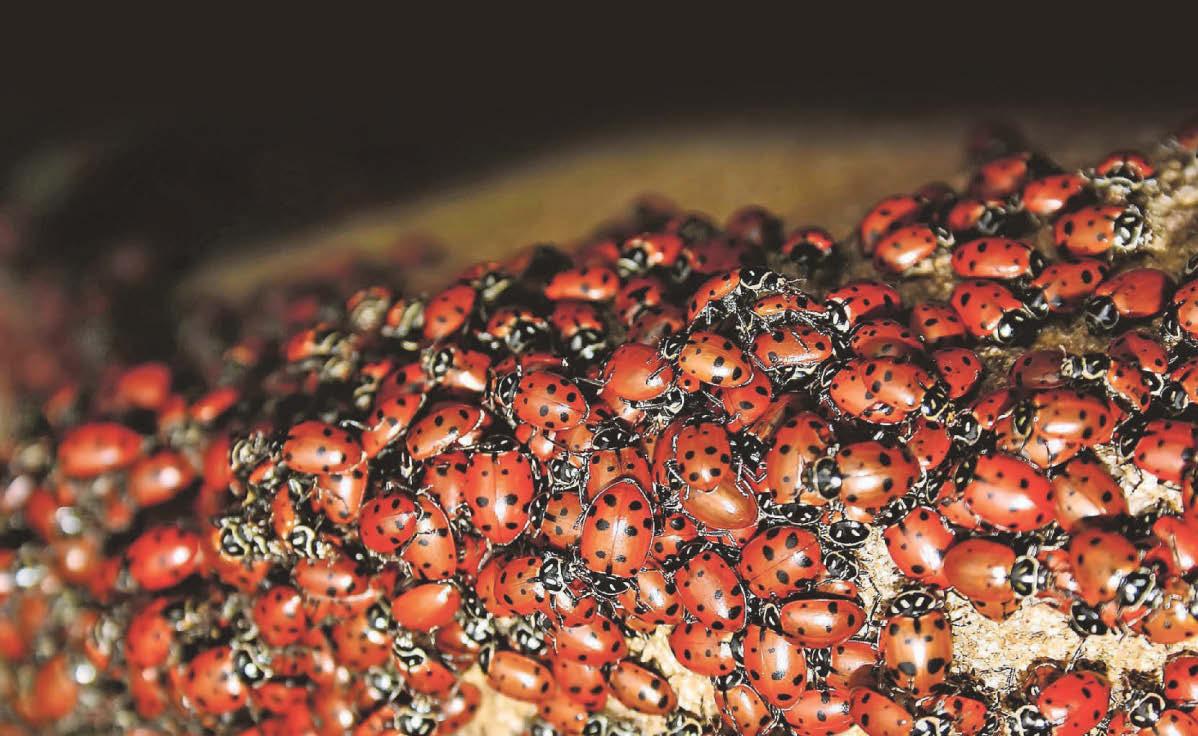 Families told 'don't panic' as ladybirds are seen 'invading homes' across the county...