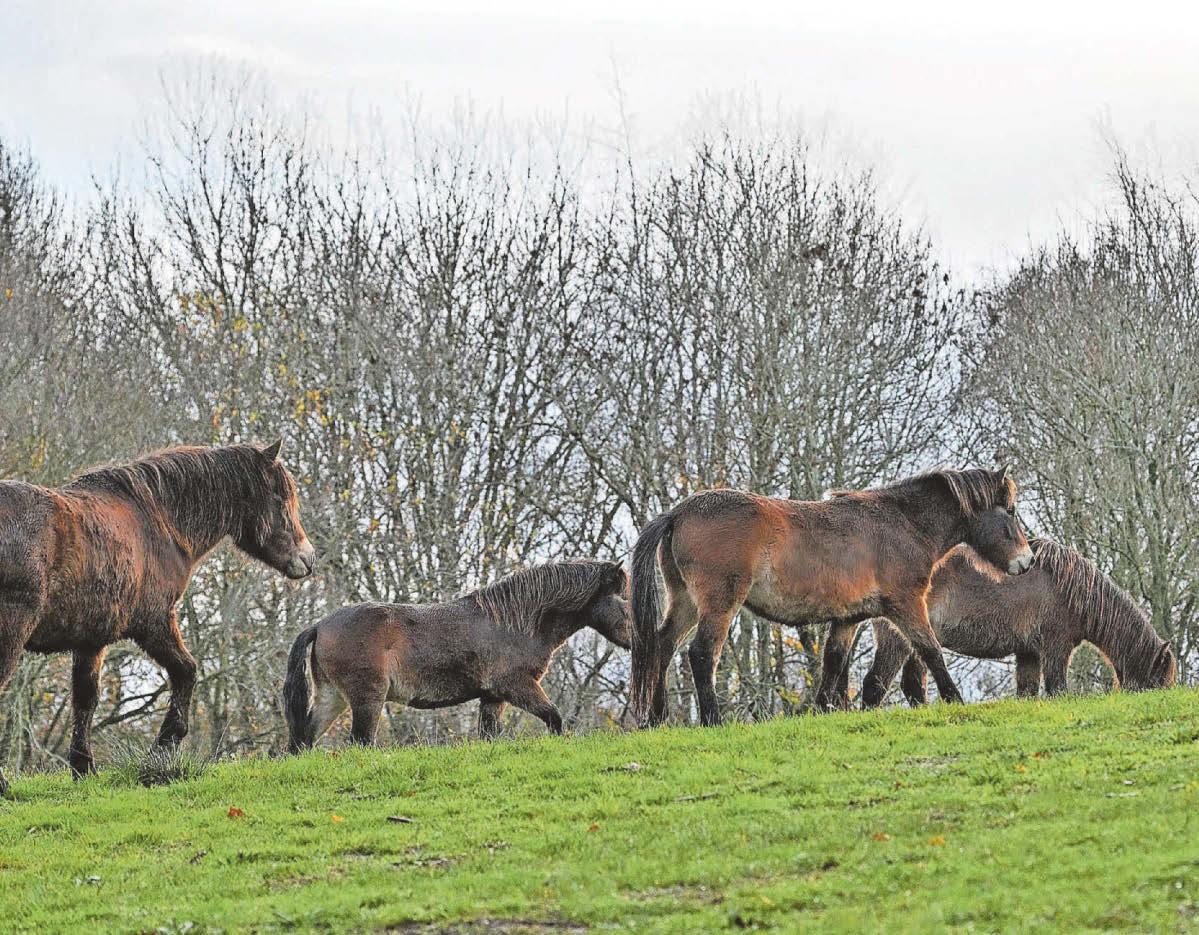 Herd of Exmoor ponies make their home in South Derbyshire in a bid to boost biodiversity of landscape