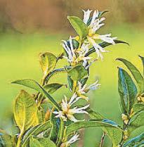 Best plants for uplifting scents