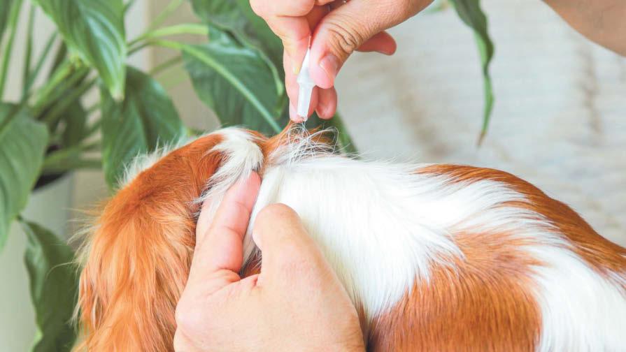 What are the inadvertent impacts of pets' flea treatment on wildlife?