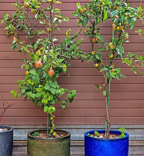 Small spaces can bear fruit