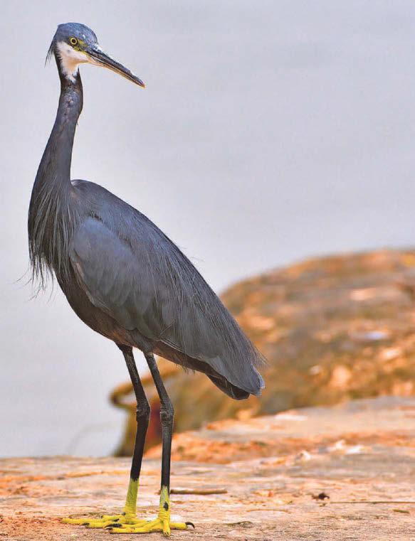 Beating a path to castle to witness first UK sighting of exotic heron