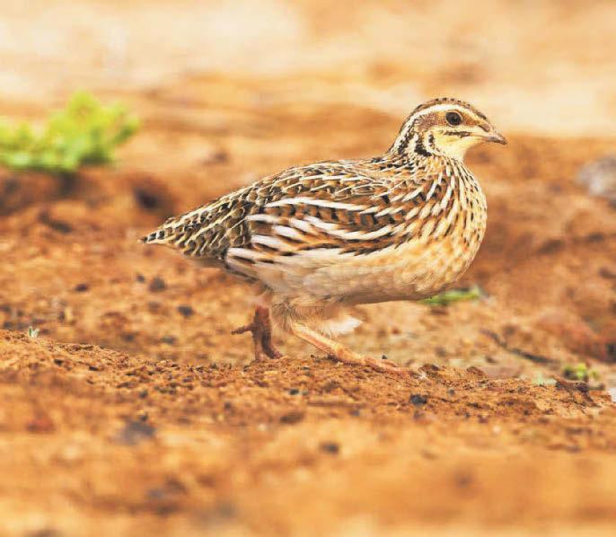 Summer of '26 will go down as year of quail - but not on butcher's block