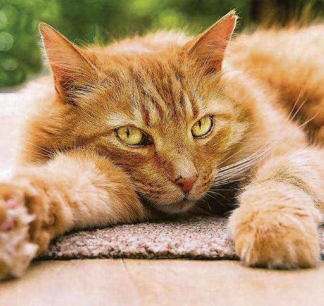 How can we spot cat flu?