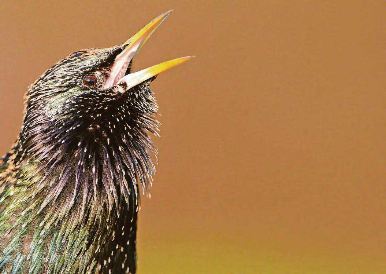 RSPB in rallying call to help save the UK's starlings