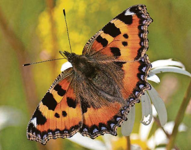 'Don't mow lawn' plea with butterfly numbers plunging