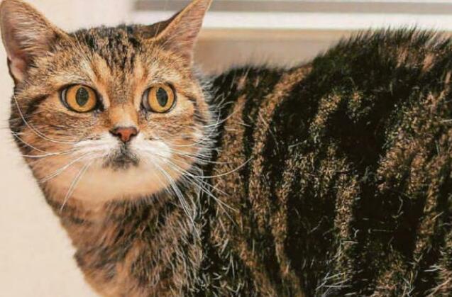 A crusty cat cancer cure