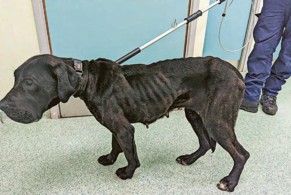 Dog owner banned for leaving pet to suffer